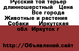 Русский той-терьер длинношерстный › Цена ­ 7 000 - Все города Животные и растения » Собаки   . Иркутская обл.,Иркутск г.